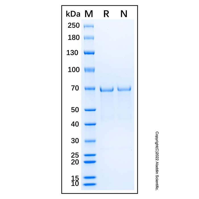 Recombinant Human AKT3 Protein