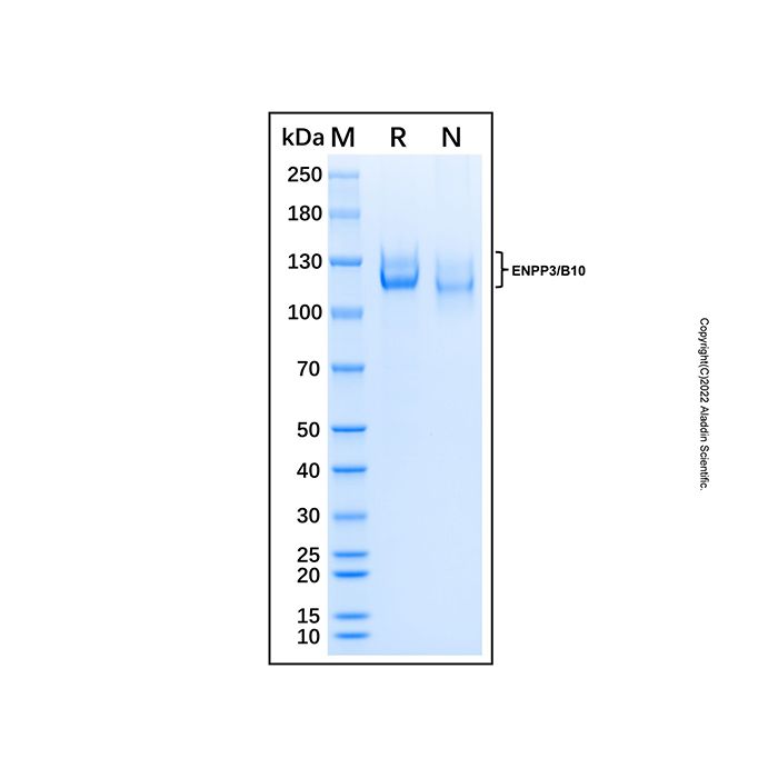 Recombinant Human ENPP3 Protein