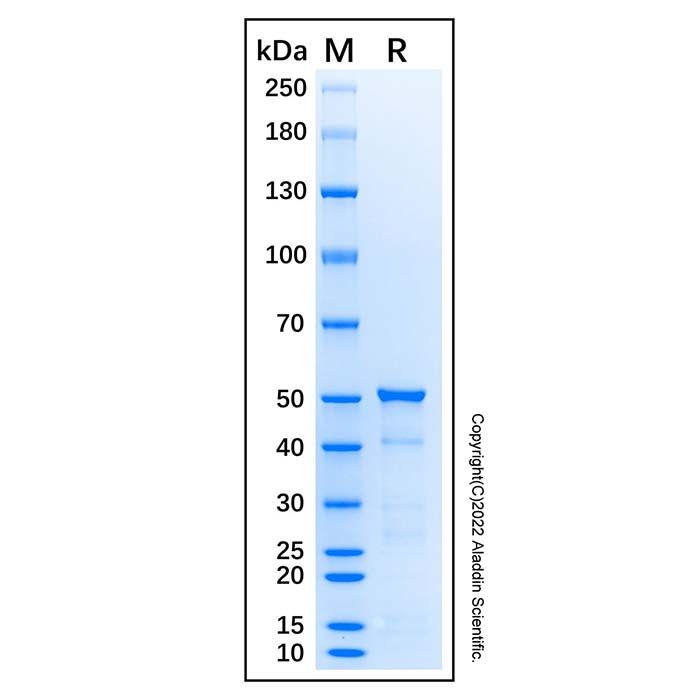 Recombinant Human HDAC3 Protein