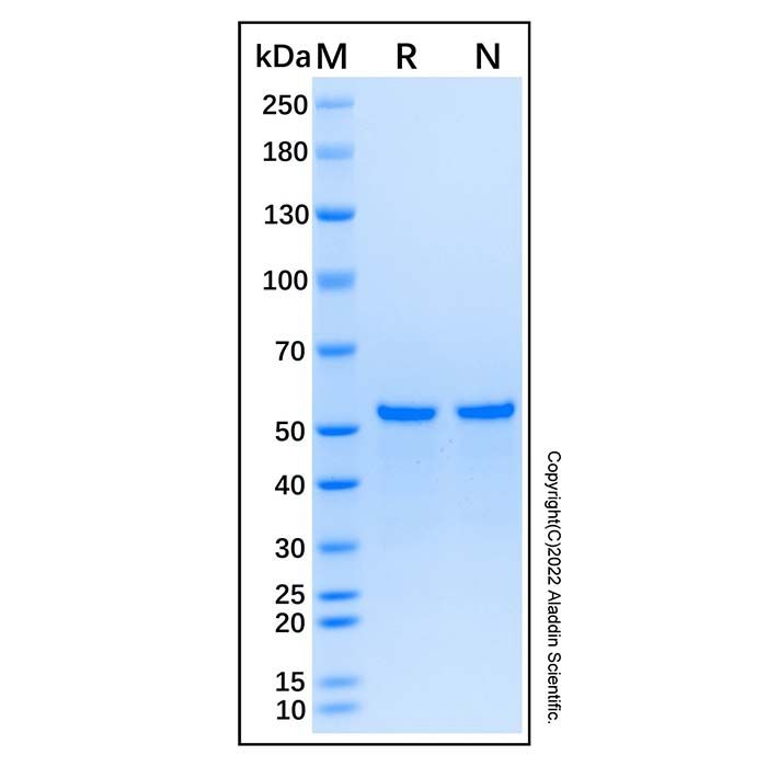 Recombinant Human IRS1 Protein