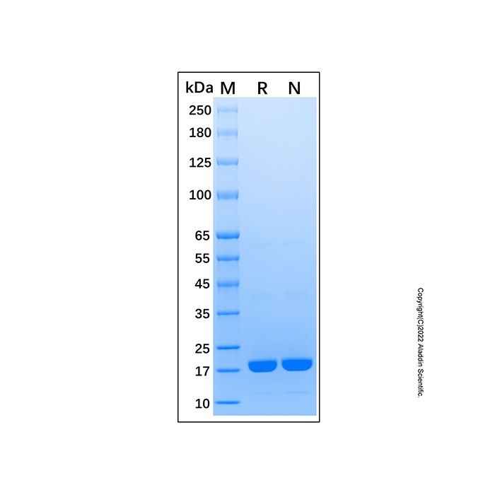 Recombinant Human IL-37b/IL-1F7b Protein