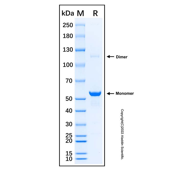 Recombinant Human Norrin Protein