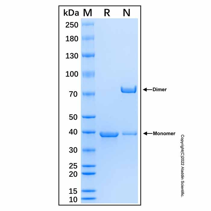 Recombinant Human Laminin gamma 3/LAMC3 Protein