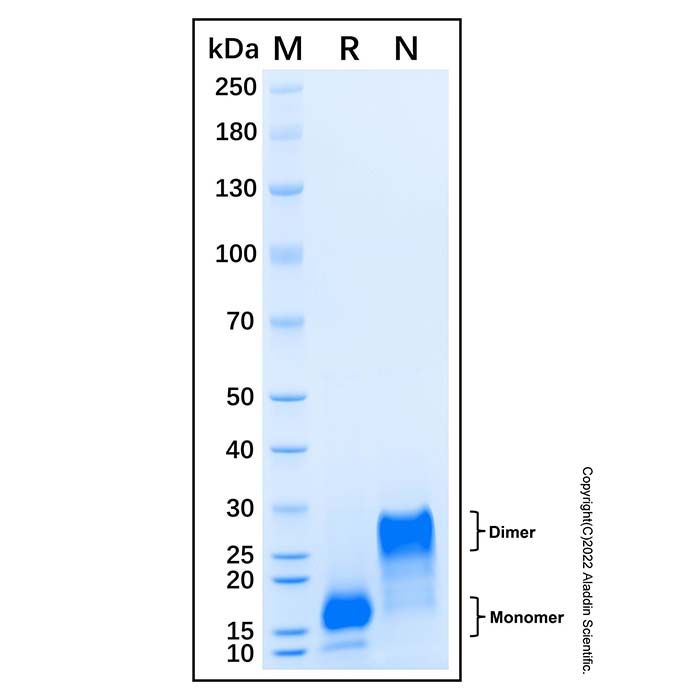 Recombinant Mouse AgRP Protein