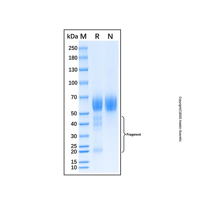 Recombinant Human Coagulation Factor XIV/Protein C Protein