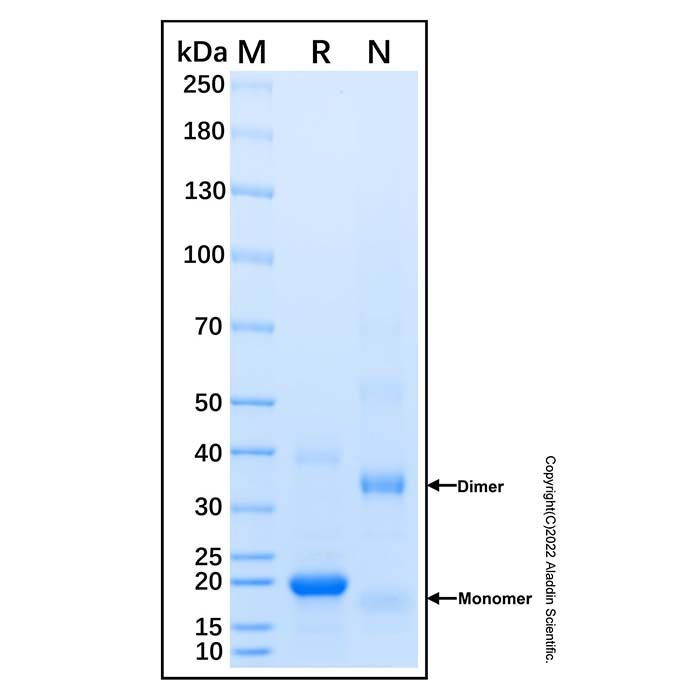 Recombinant Human GILT Protein