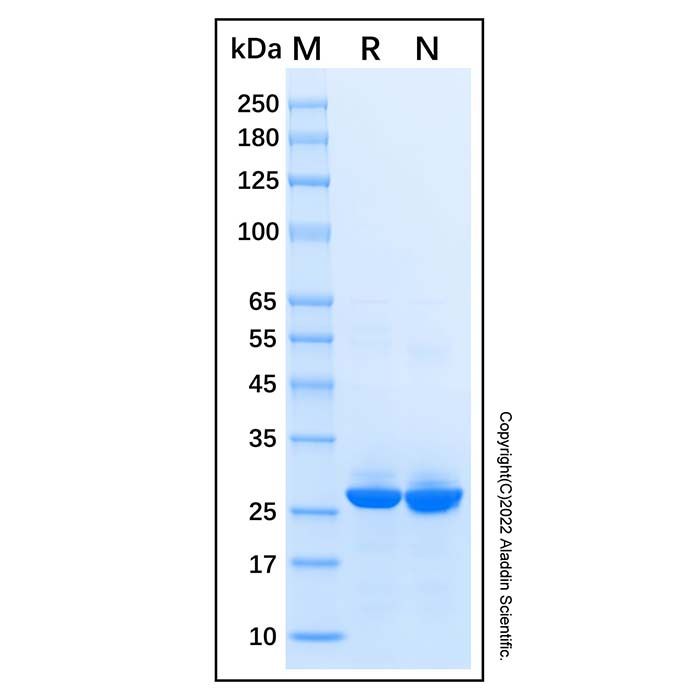 Recombinant Human QDPR/DHPR Protein