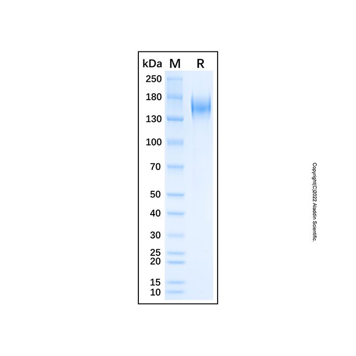 Recombinant Human SSc5D Protein
