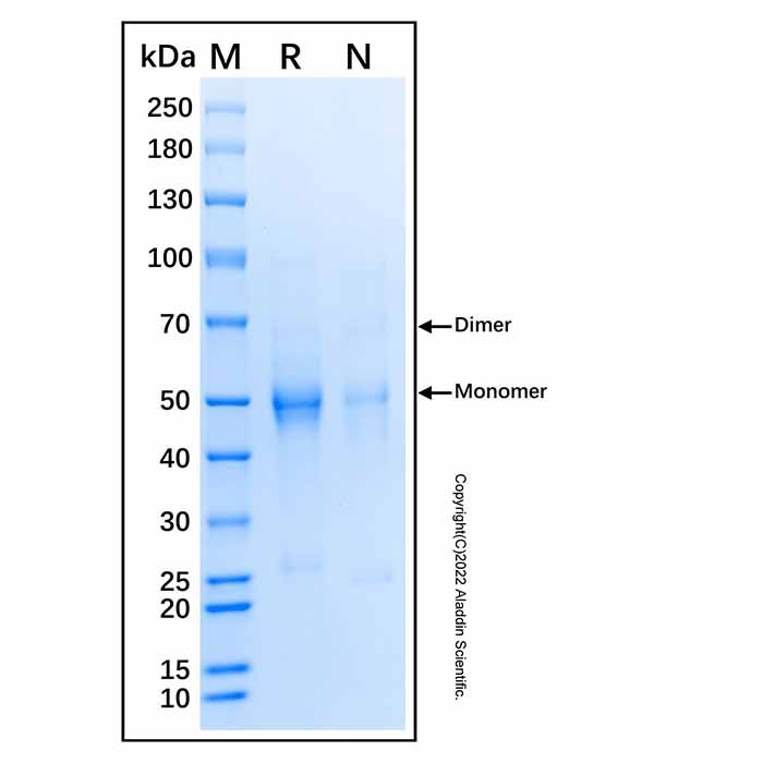 Recombinant Human Factor I/CFI Protein