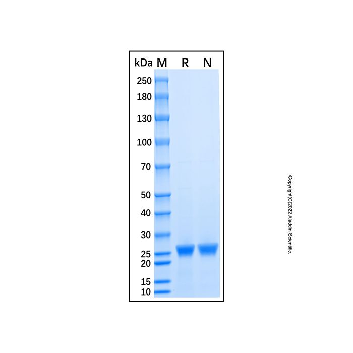 Recombinant Human CSNK2B Protein
