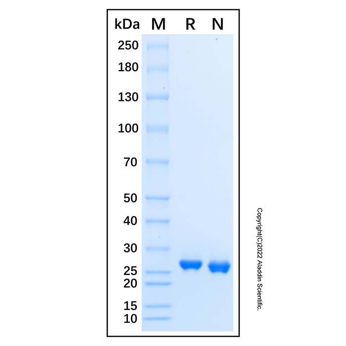 Recombinant Human DGCR6L Protein