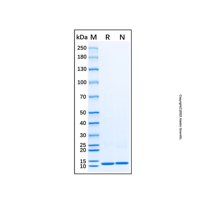 Recombinant Human Dynein light chain 4 Protein