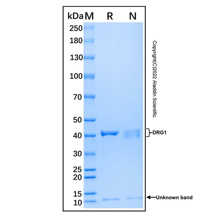Recombinant Human DRG1 Protein
