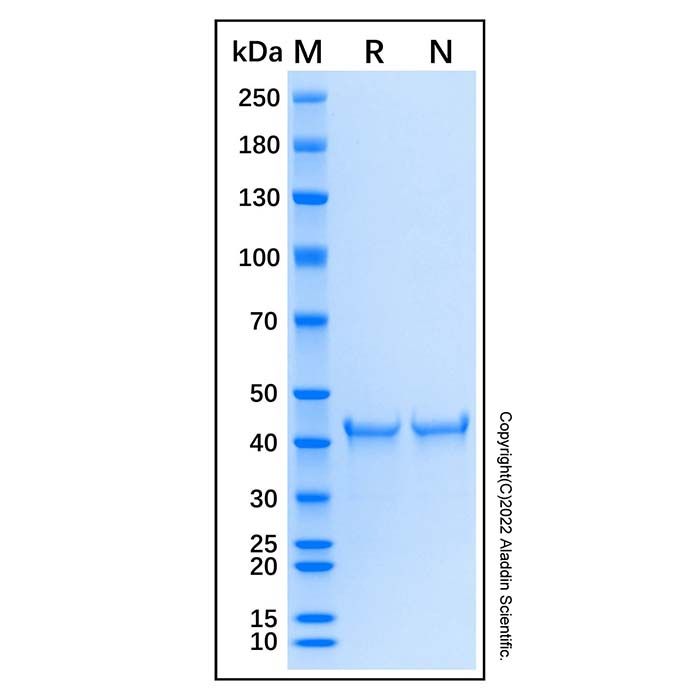 Recombinant Human 53BP1 Protein