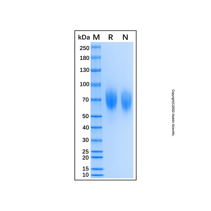 Recombinant Human TrkA Protein