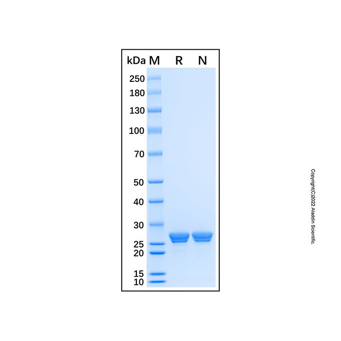 Recombinant Human ECHS1 Protein