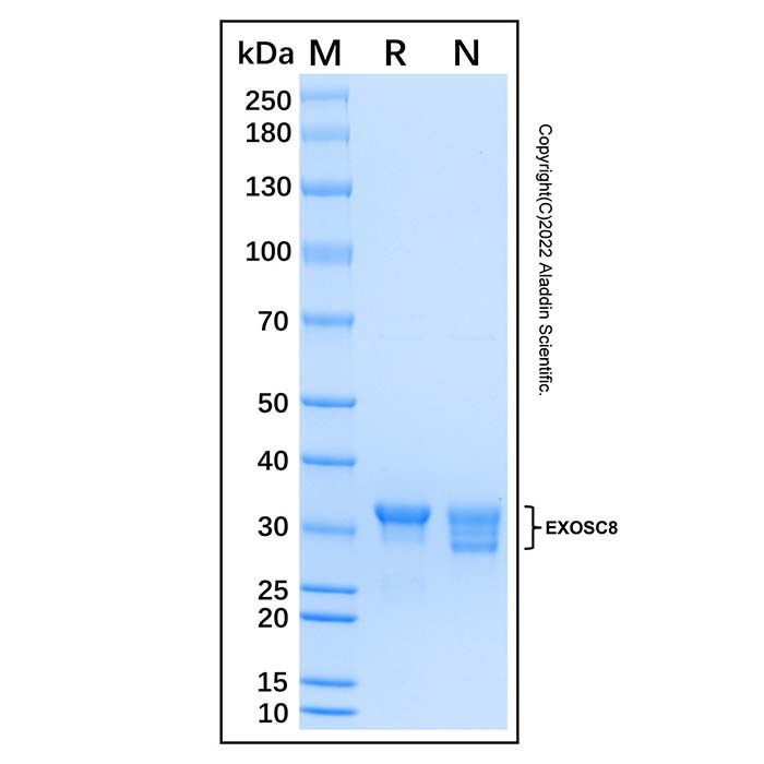 Recombinant Human EXOSC8 Protein