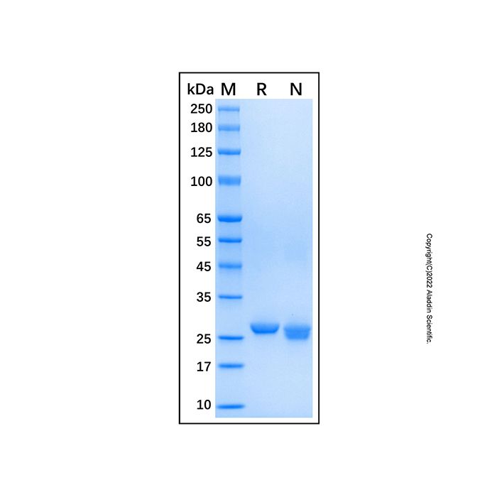 Recombinant Human FAHD1/Oxaloacetate decarboxylase Protein