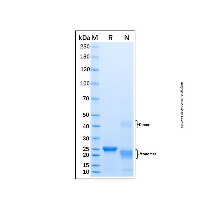 Recombinant Human Glutathione Peroxidase 1/GPX1 Protein