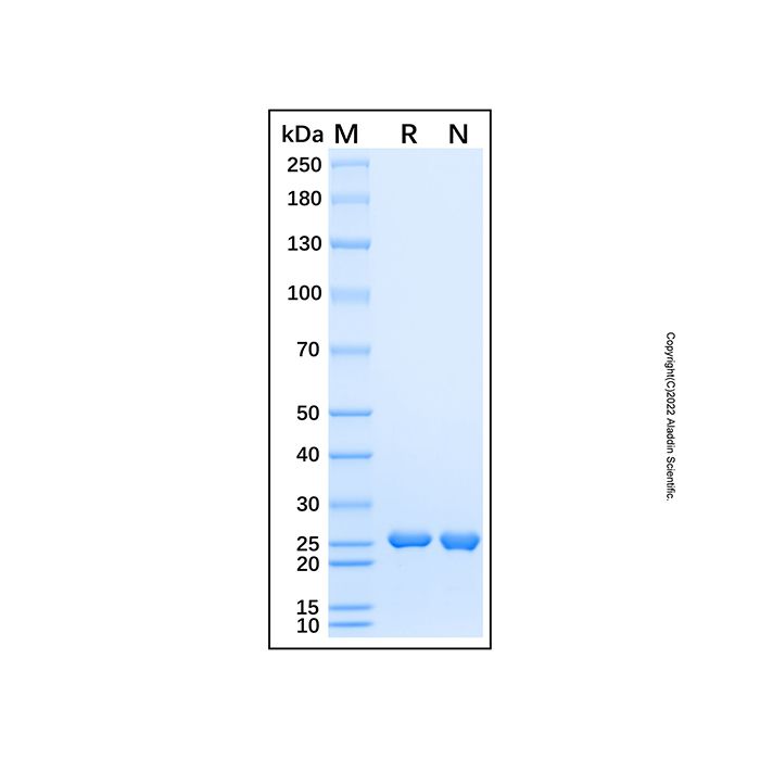 Recombinant Human Glutathione Peroxidase 3/GPX3 Protein