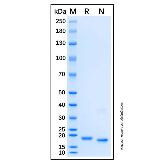 Recombinant Human RPL12 Protein