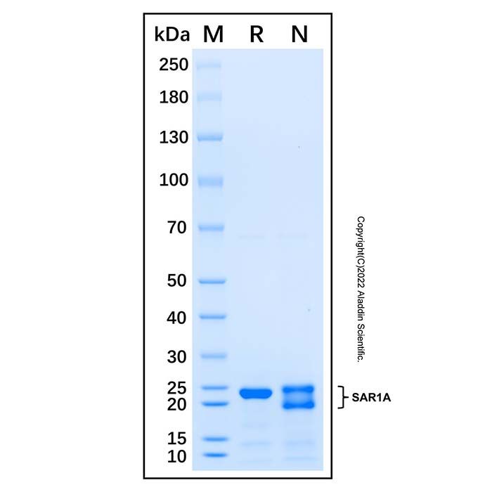 Recombinant Human SAR1A Srotein
