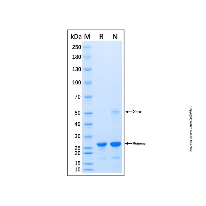 Recombinant Porcine IL-8/CXCL8 Protein