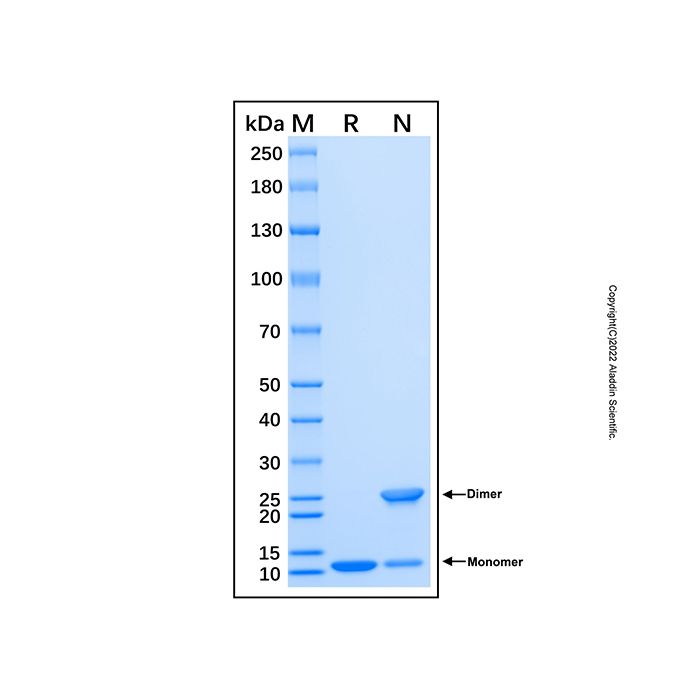 Recombinant Human BTK Protein