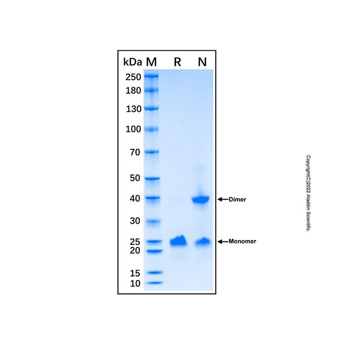 Recombinant Human HDAC2 Protein
