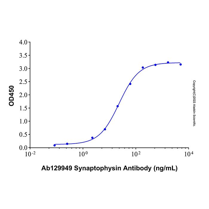 Recombinant Human Synaptophysin/SYP Protein