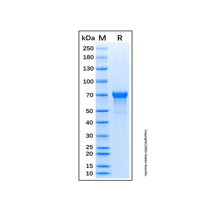 Recombinant Human Src Protein