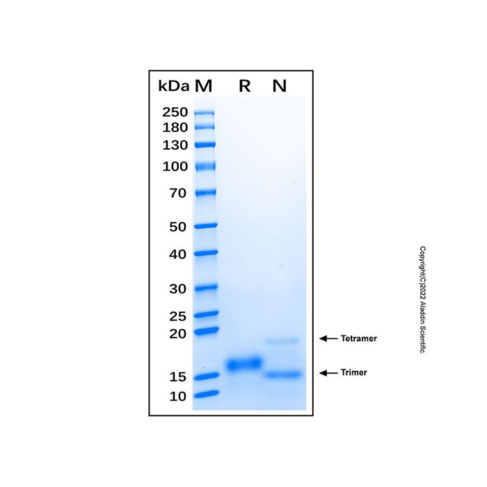 Recombinant Human CXCR4 Protein