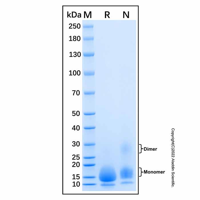 Recombinant Human CD59 Protein