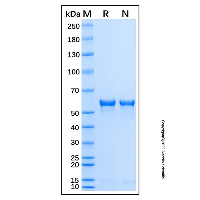 Recombinant Human Tyrosine Hydroxylase Protein 