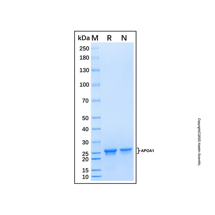 Recombinant Human Apolipoprotein A-I Protein