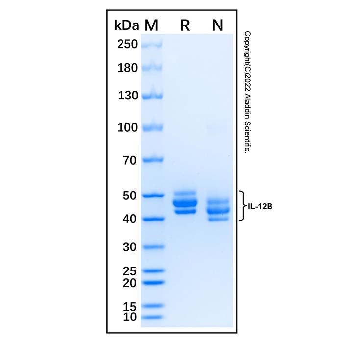 Recombinant Mouse IL-12 p40/IL-12B Protein 