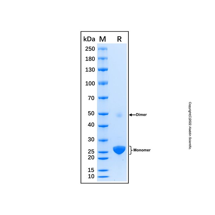 Recombinant Human GSTP1 Protein