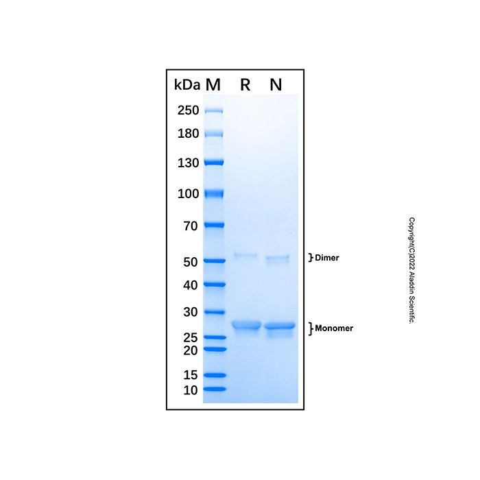 Recombinant Human Lck Protein
