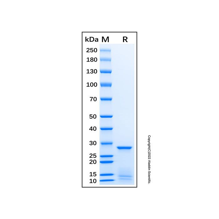 Recombinant Human JAK1 Protein