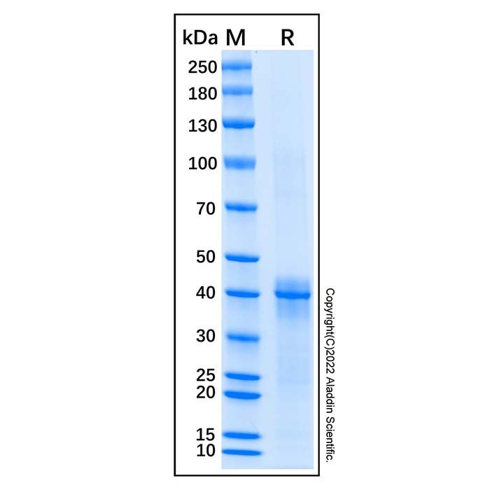 Recombinant Human PKC delta Protein