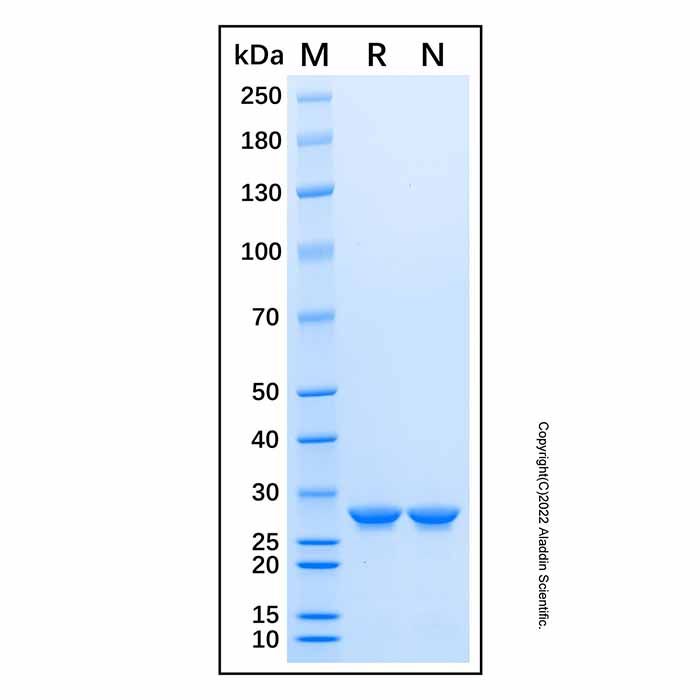 Recombinant Human FAK Protein