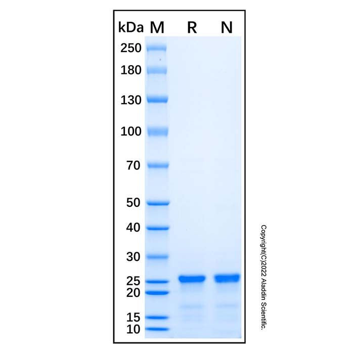 Recombinant Human ALK/CD246 Protein