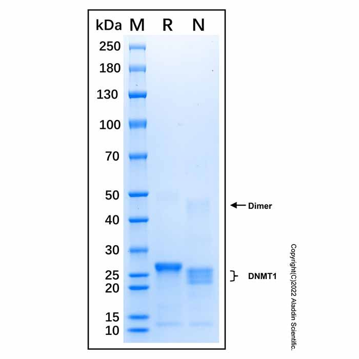 Recombinant Human DNMT1 Protein