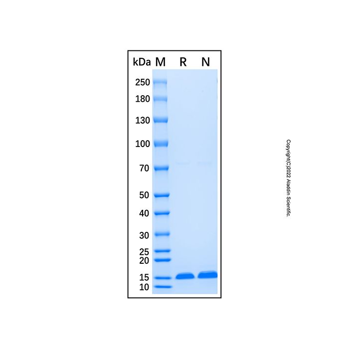 Recombinant Human ABCB1 Protein