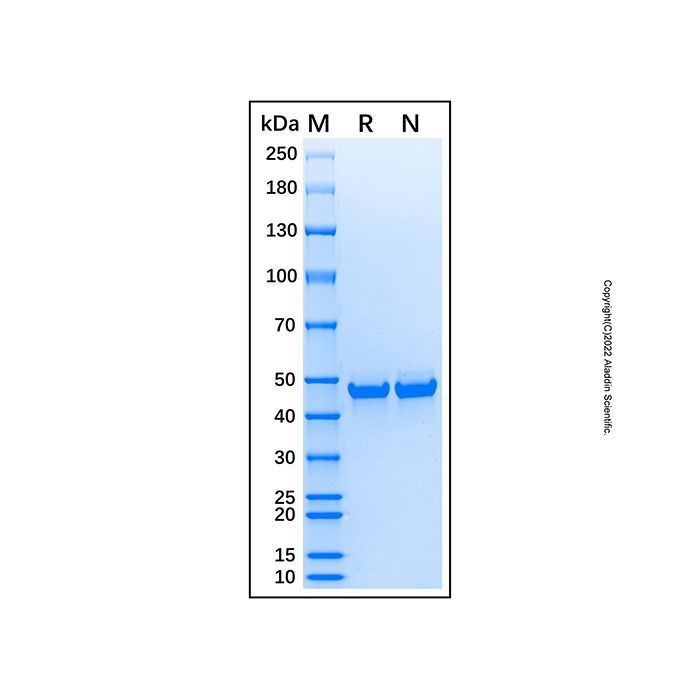 Recombinant Human MEK7/MKK7 Protein