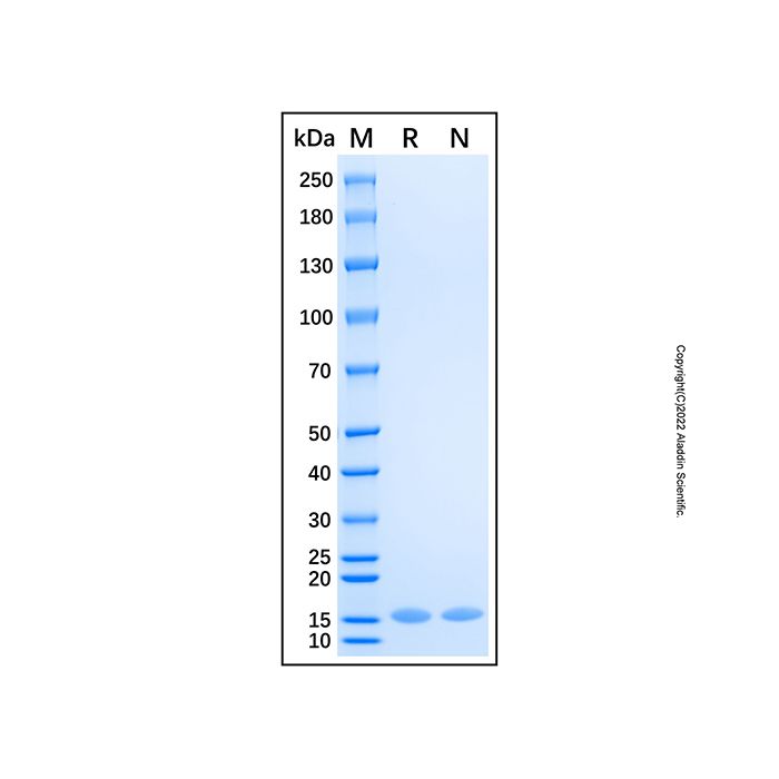 Recombinant Human ABL1 Protein