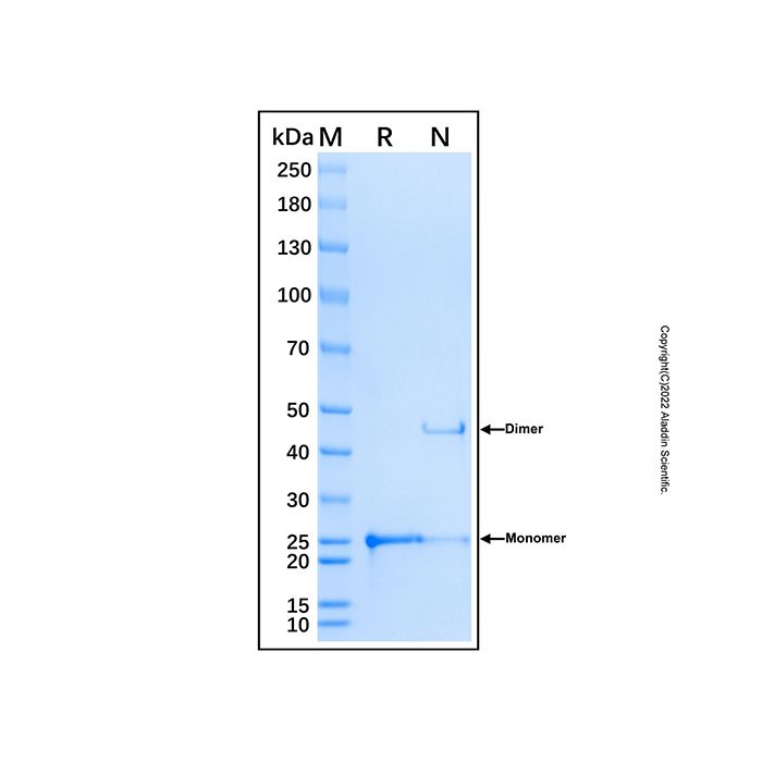 Recombinant Human Factor VIII Protein