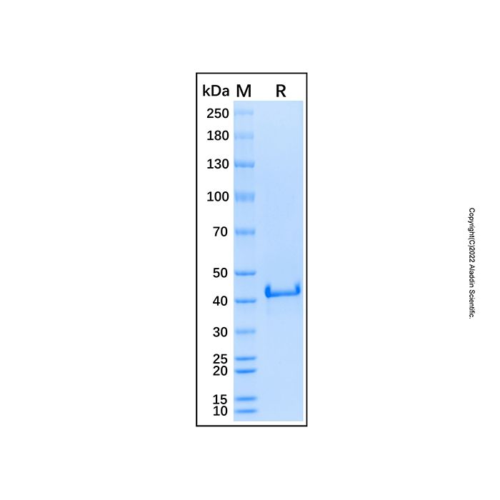 Recombinant Human Syk Protein