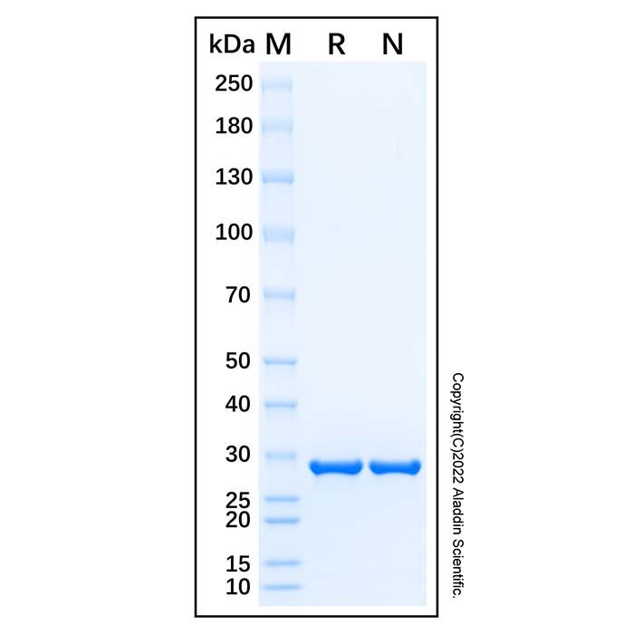 Recombinant Human NMDAR1 Protein 