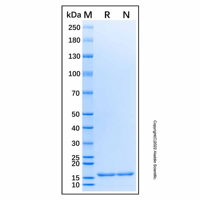 Recombinant Human vWF-A2 Protein